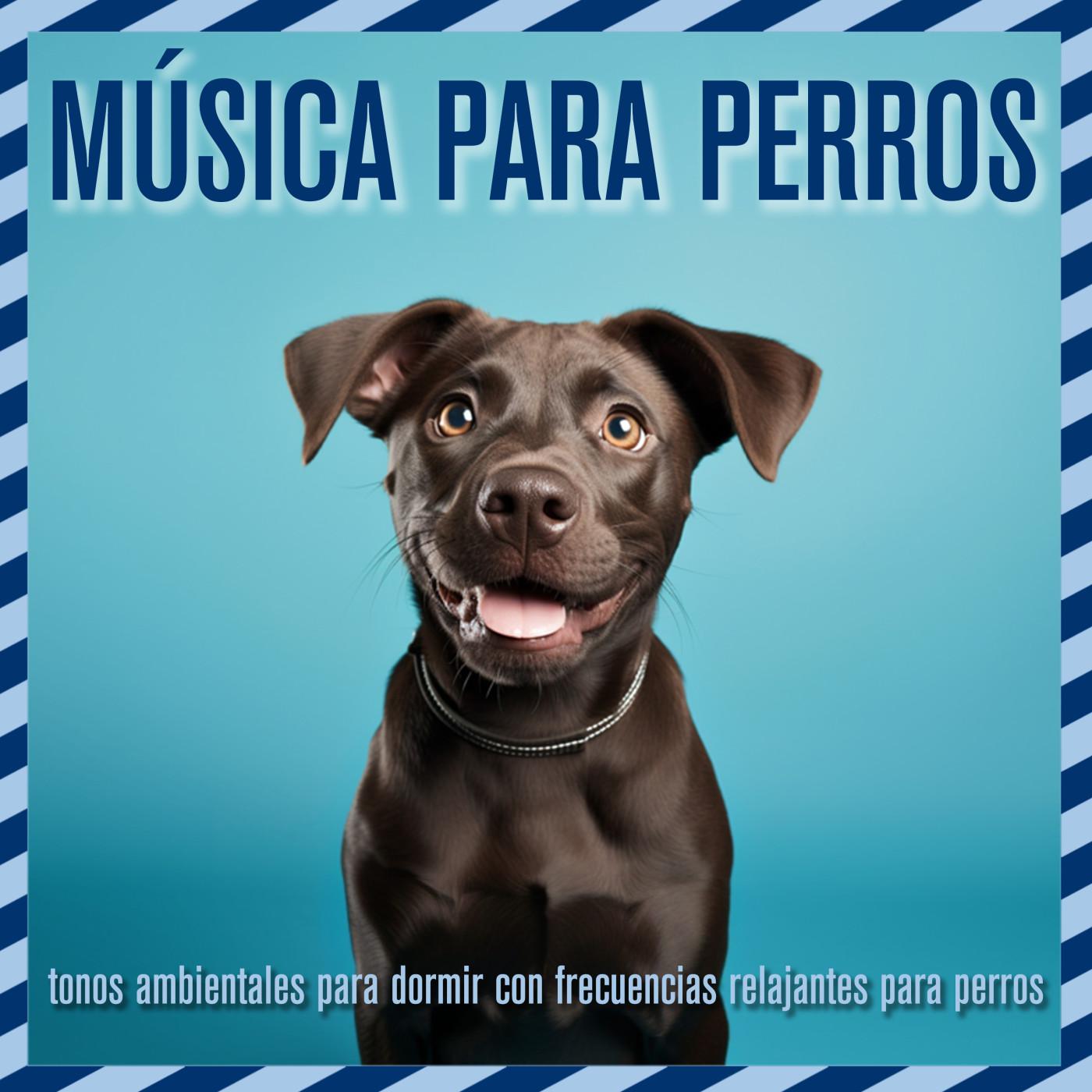 Dog Music Dreams - Relajación