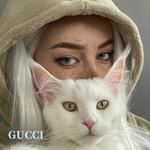 GUCCI (G House)专辑