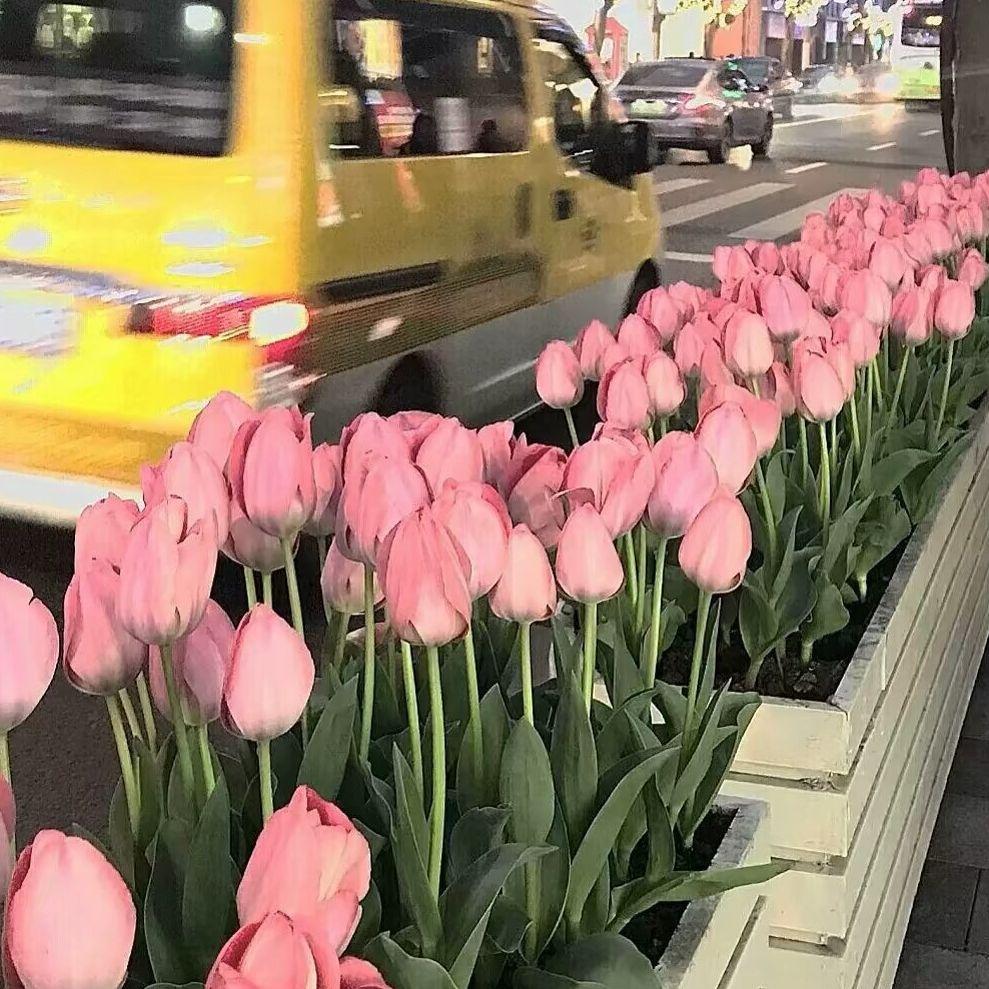 有花陪伴