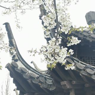 「翻唱精选集」520首好听的翻唱/Cover集✨