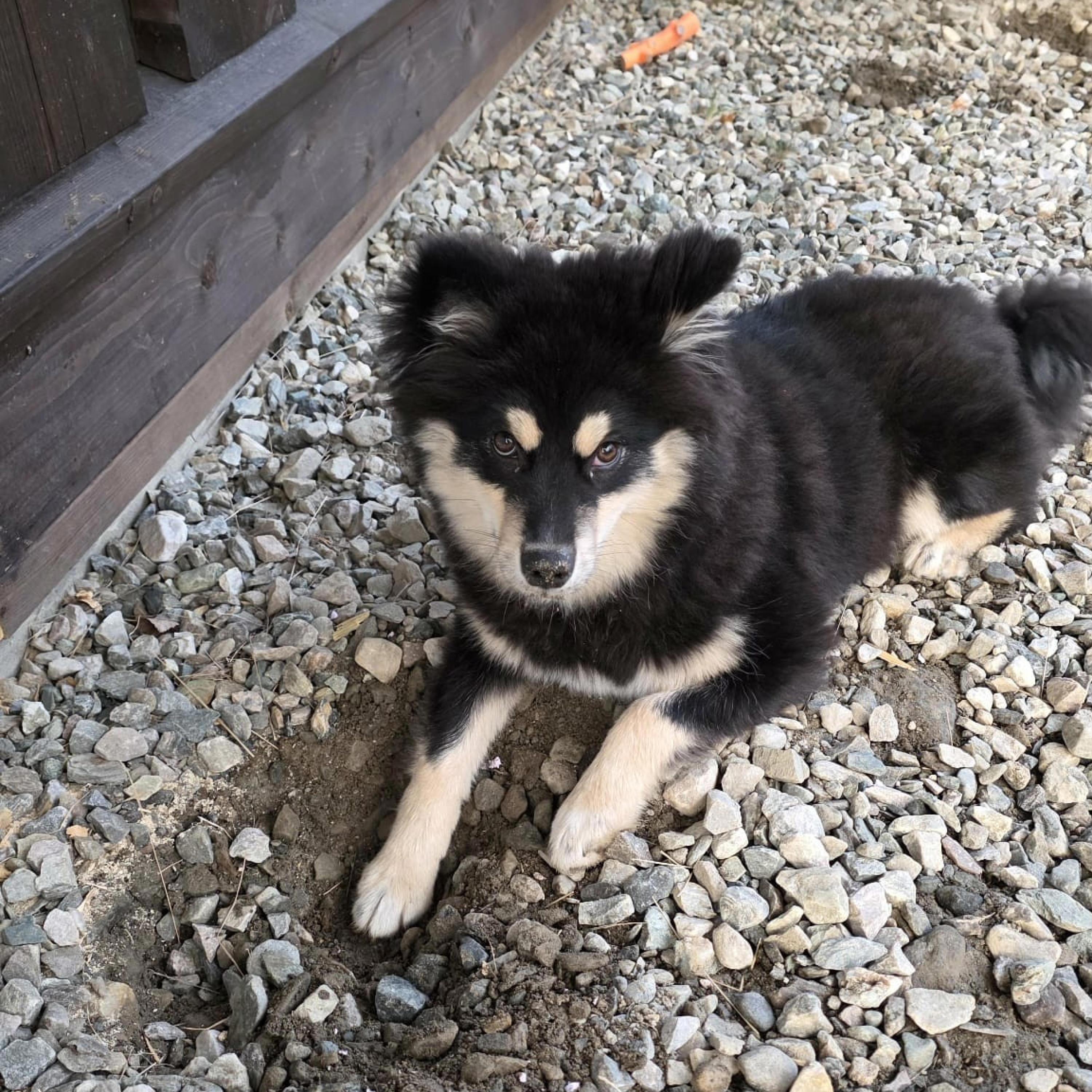 Lapphunden Nova