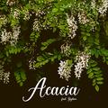 아카시아(Acacia)