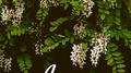 아카시아(Acacia)专辑