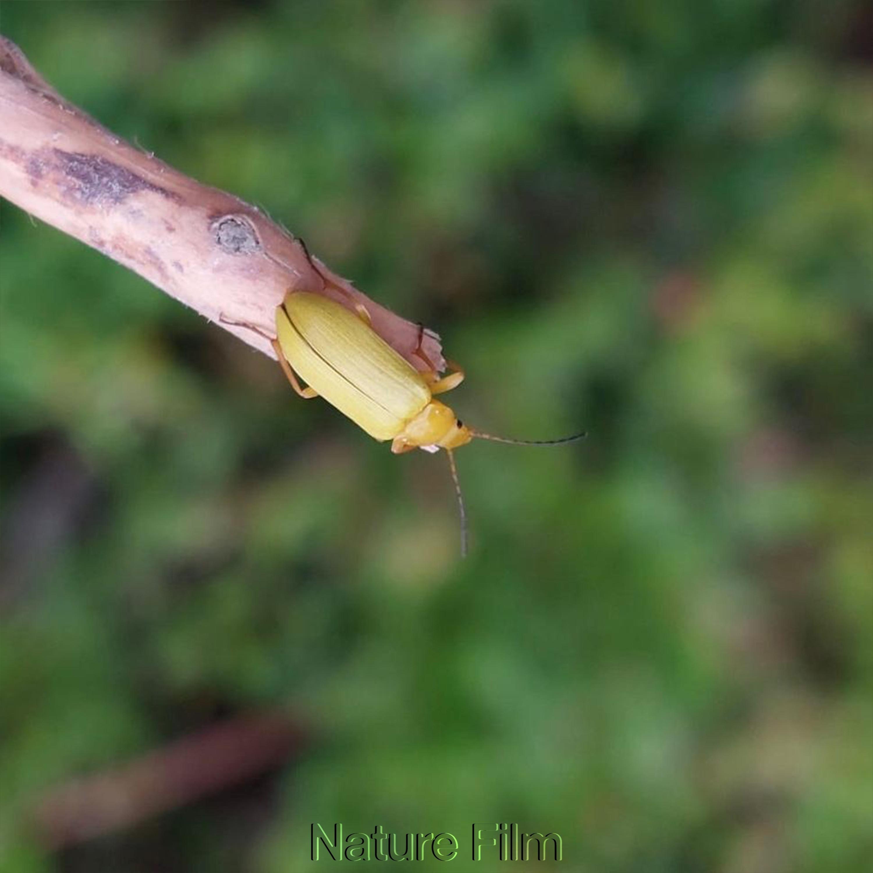 Nature Film