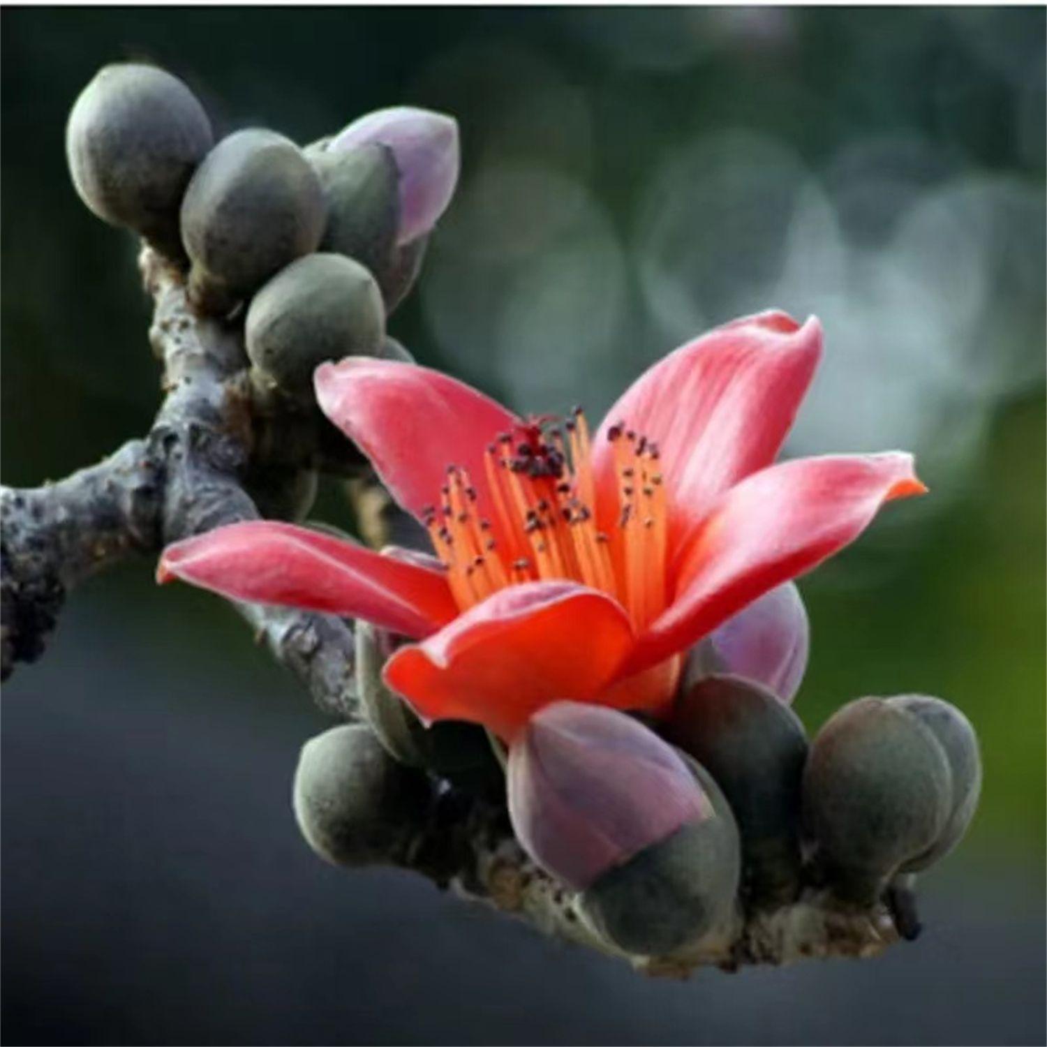 白棉花令