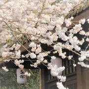 flowers花开富贵