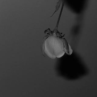 「天蝎座必备」持续更新