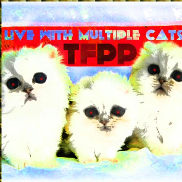 Live w/ Multiple Cats