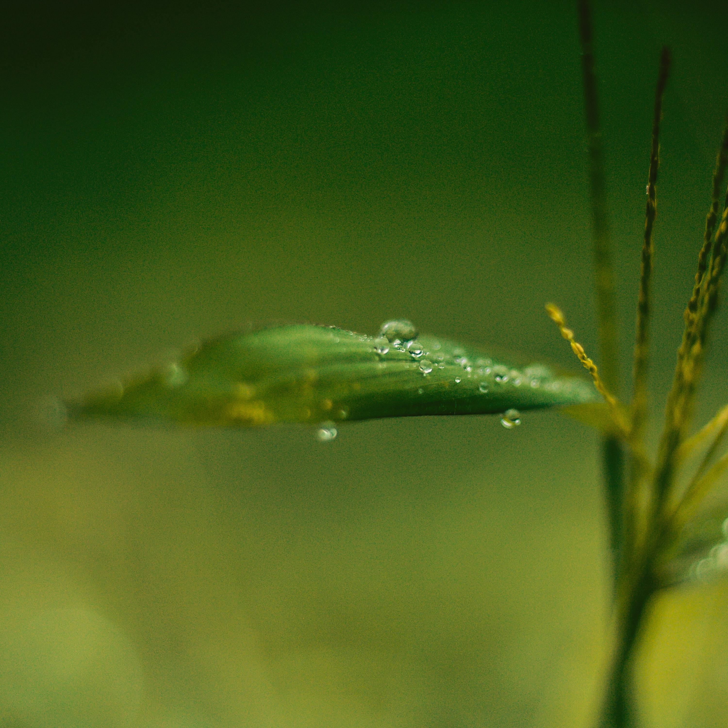 Lulling Nature Melodies | Spa & Sleep