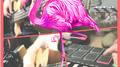 Flamingo专辑