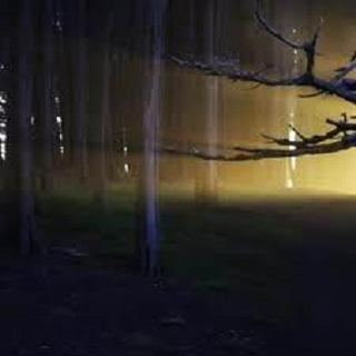 Burn The Forest