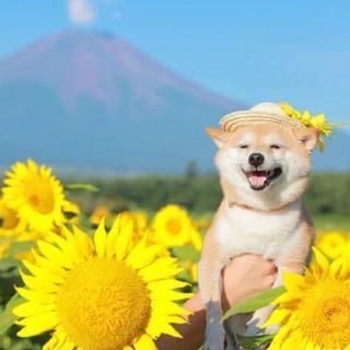 【情歌】甜甜的情歌，甜甜听