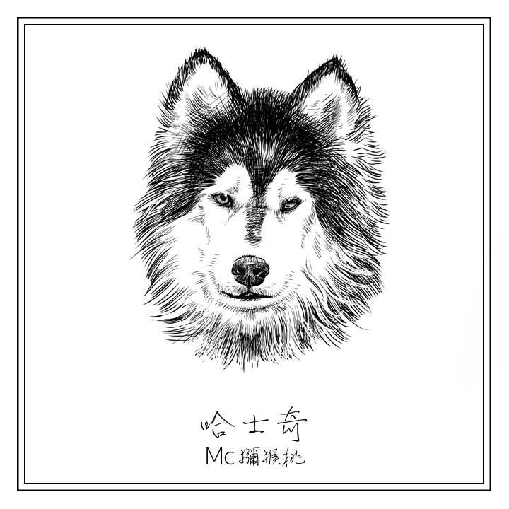 哈士奇
