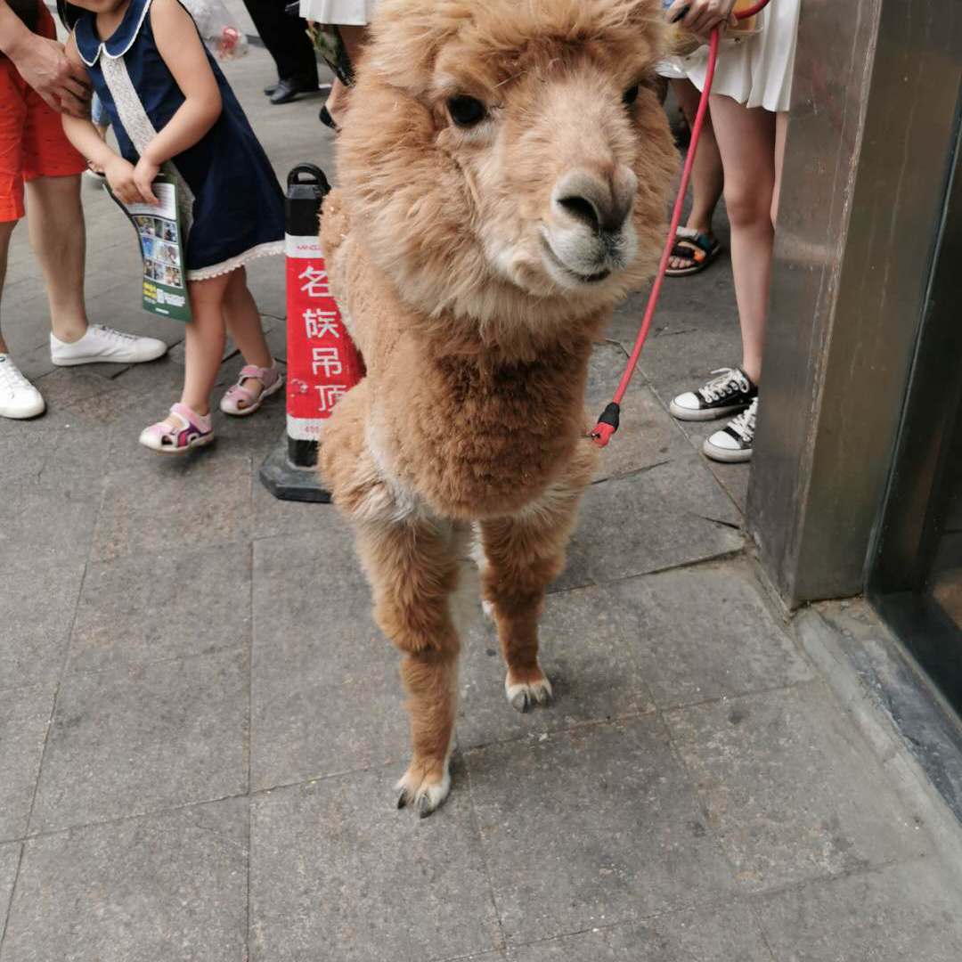 打工的妞儿