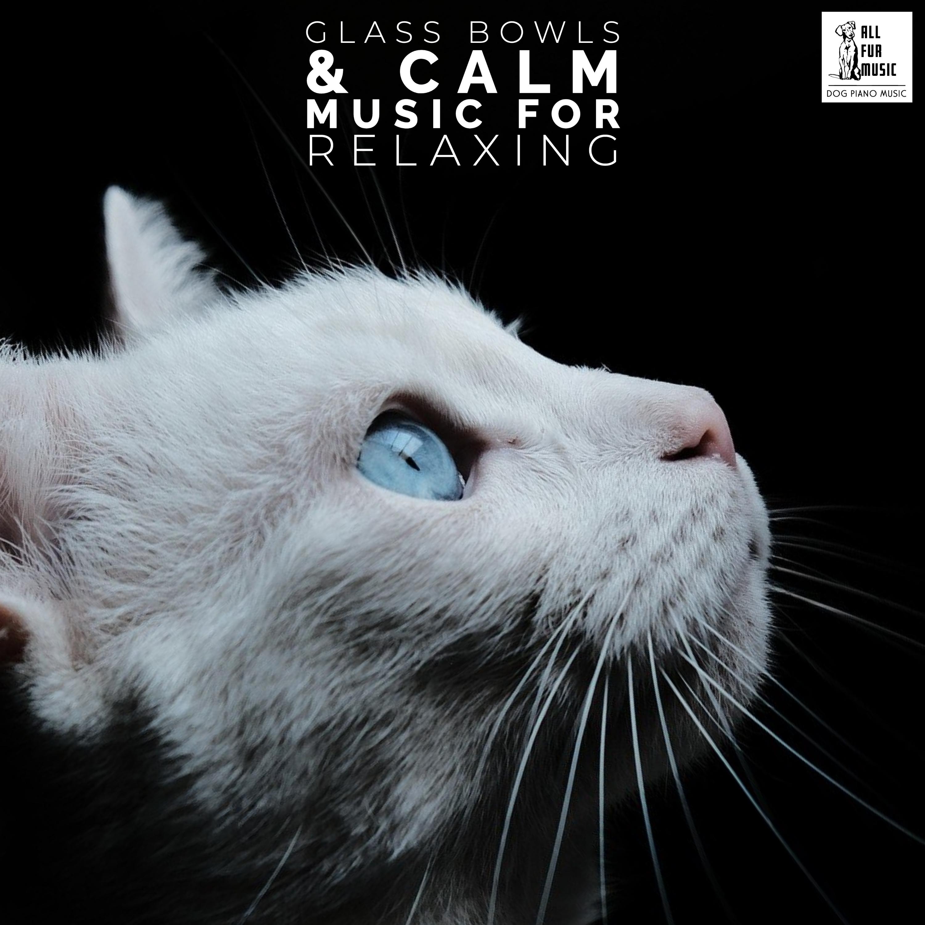 Dogs & Cats Music