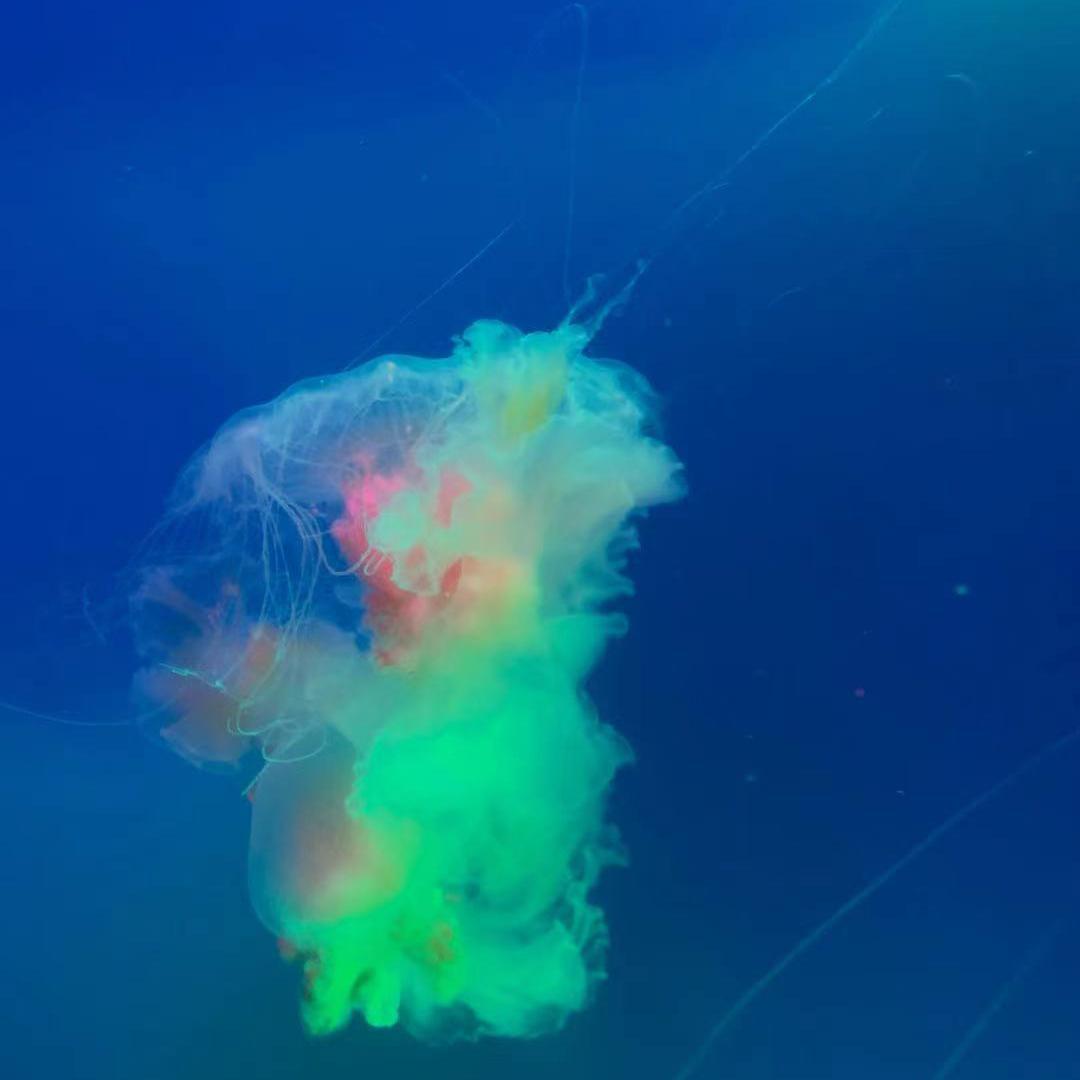 Jelly fish