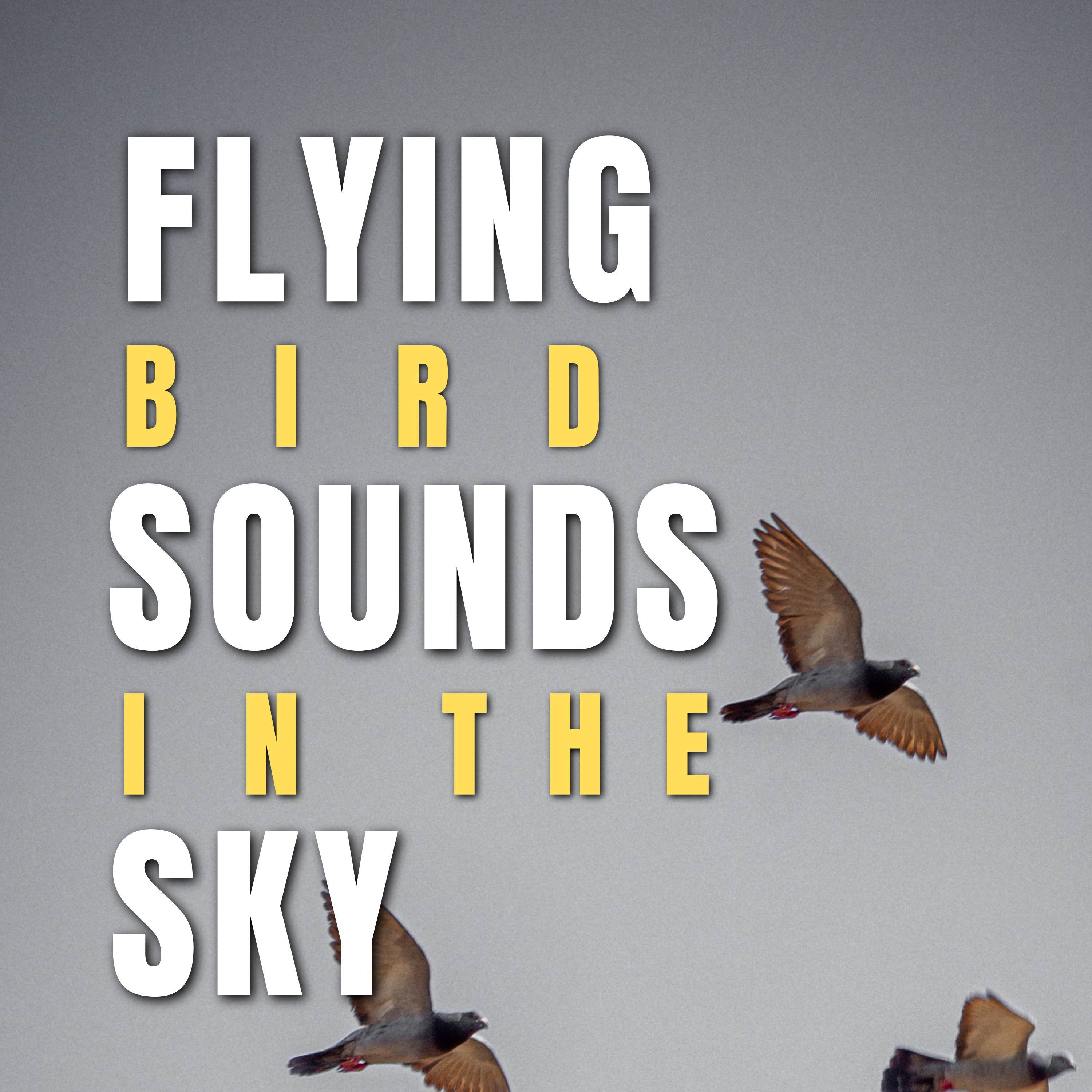 Flying Bird Sounds in the Sky