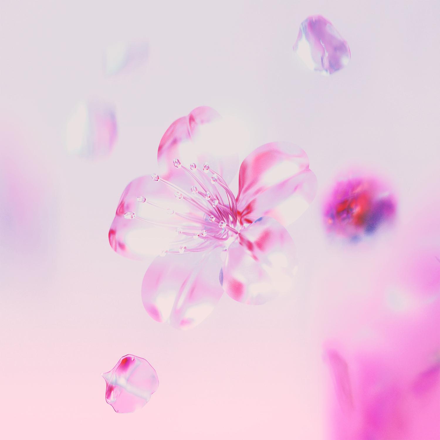 SAKURA
