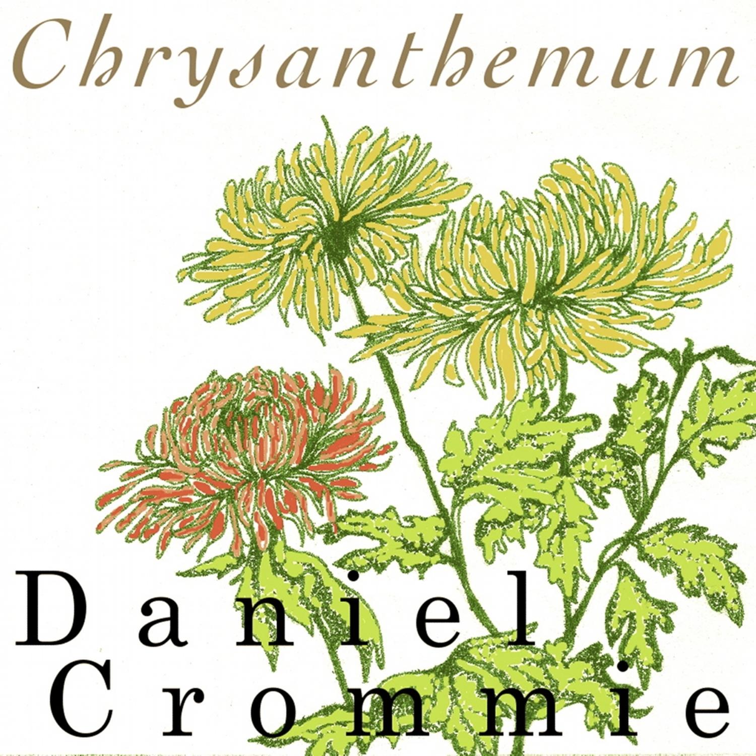 Chrysanthemum