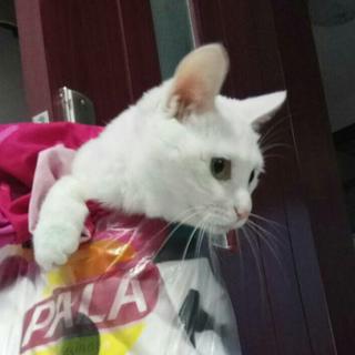 拖拉机的催眠曲