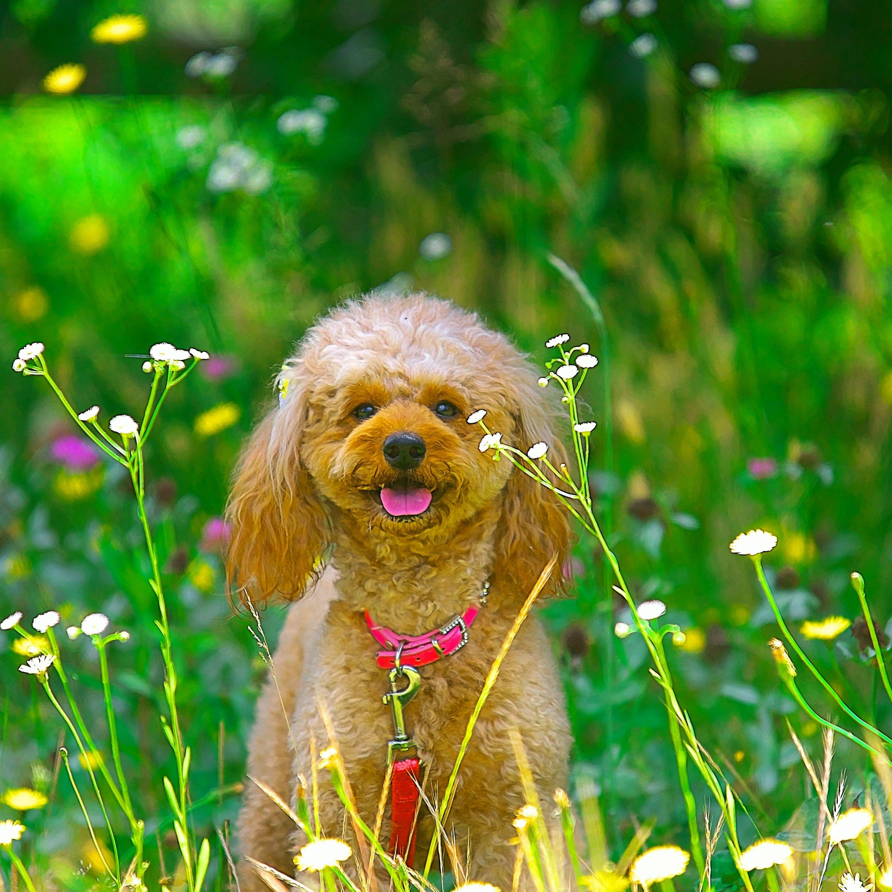 Puppy Love Lofi Harmonies