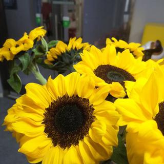 半熟恋人BGM〖持续更新含加更超全