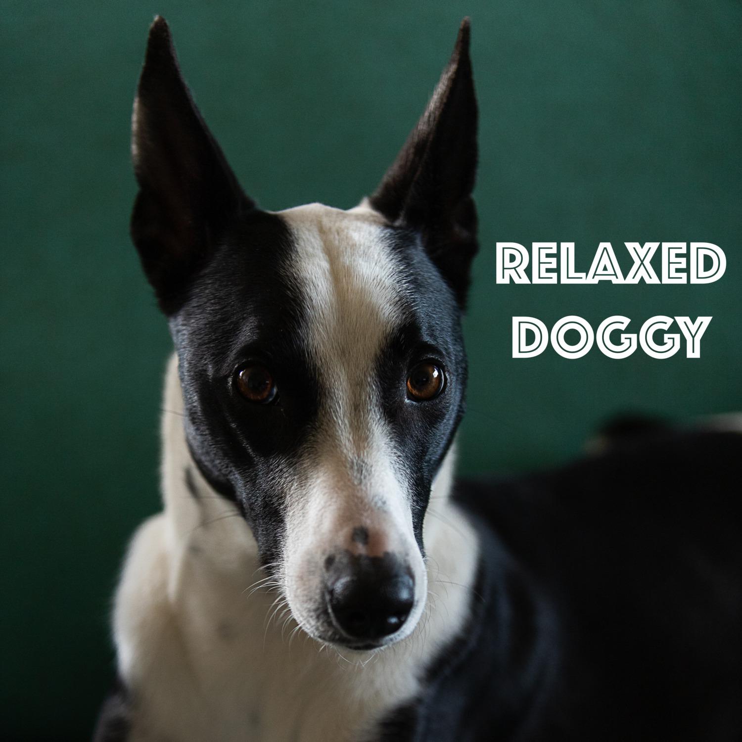 Dog Calming Music - Calm