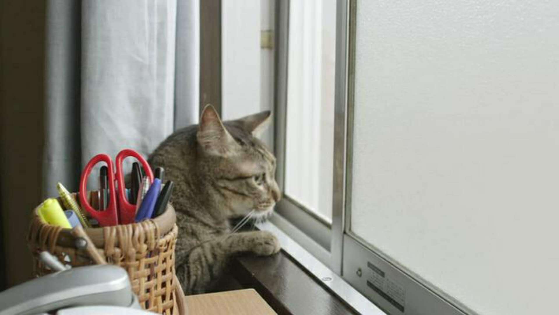 109951163366958293.jpg?size=1919x1080
