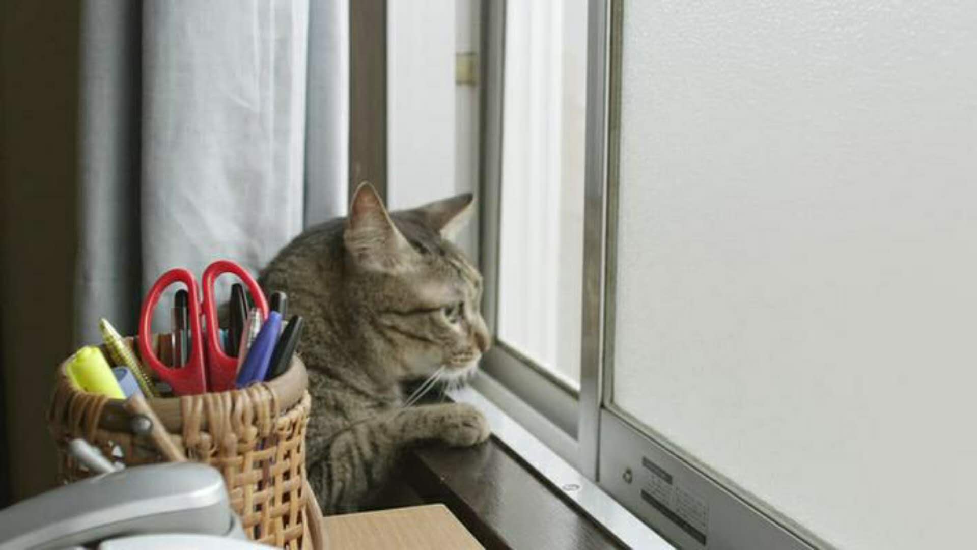怎么防止猫跑床底下 109951163366958293.jpg?size=1919x1080