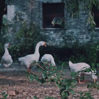 民谣|清风偷走了他的酒