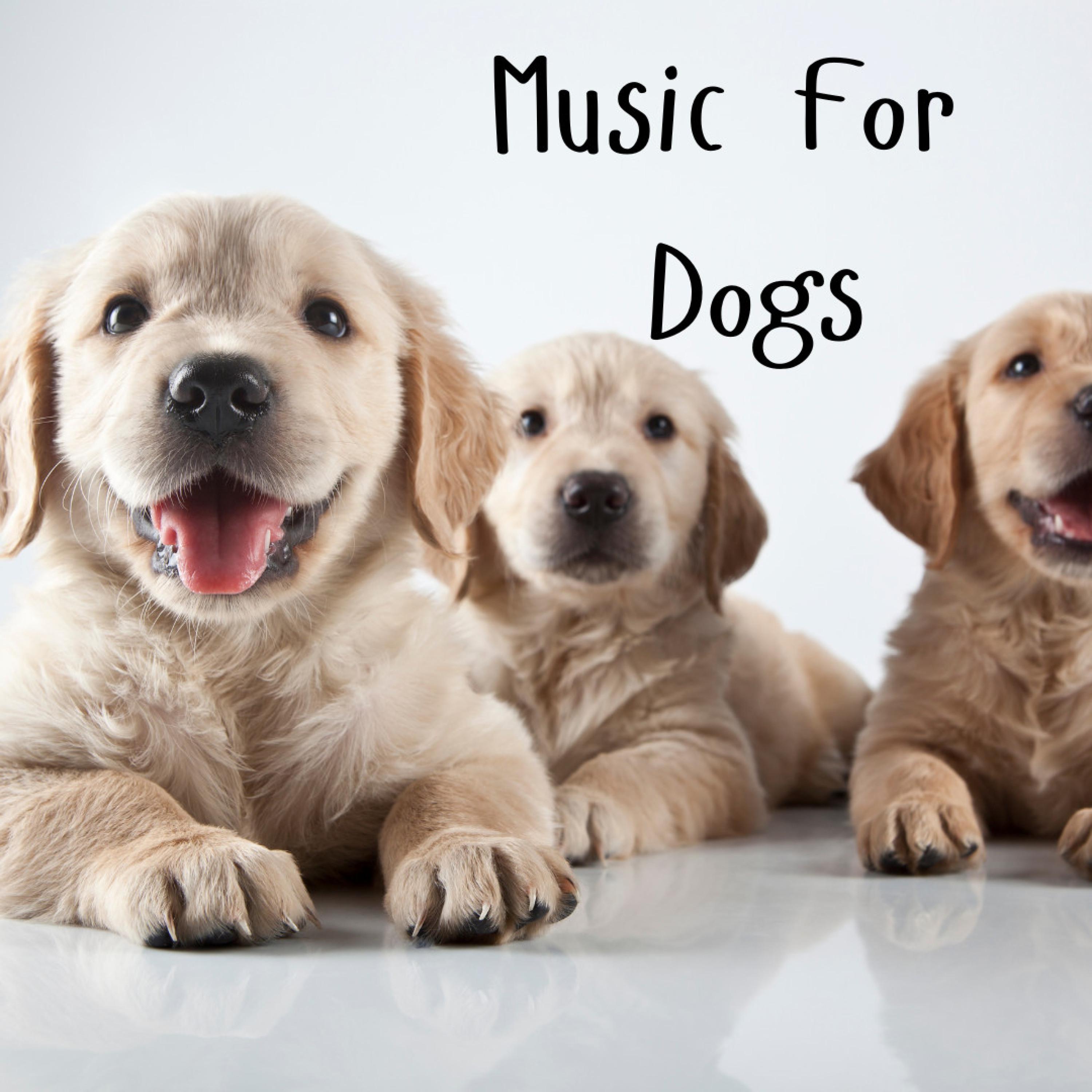 Music For Dogs - Classical Music For Dogs