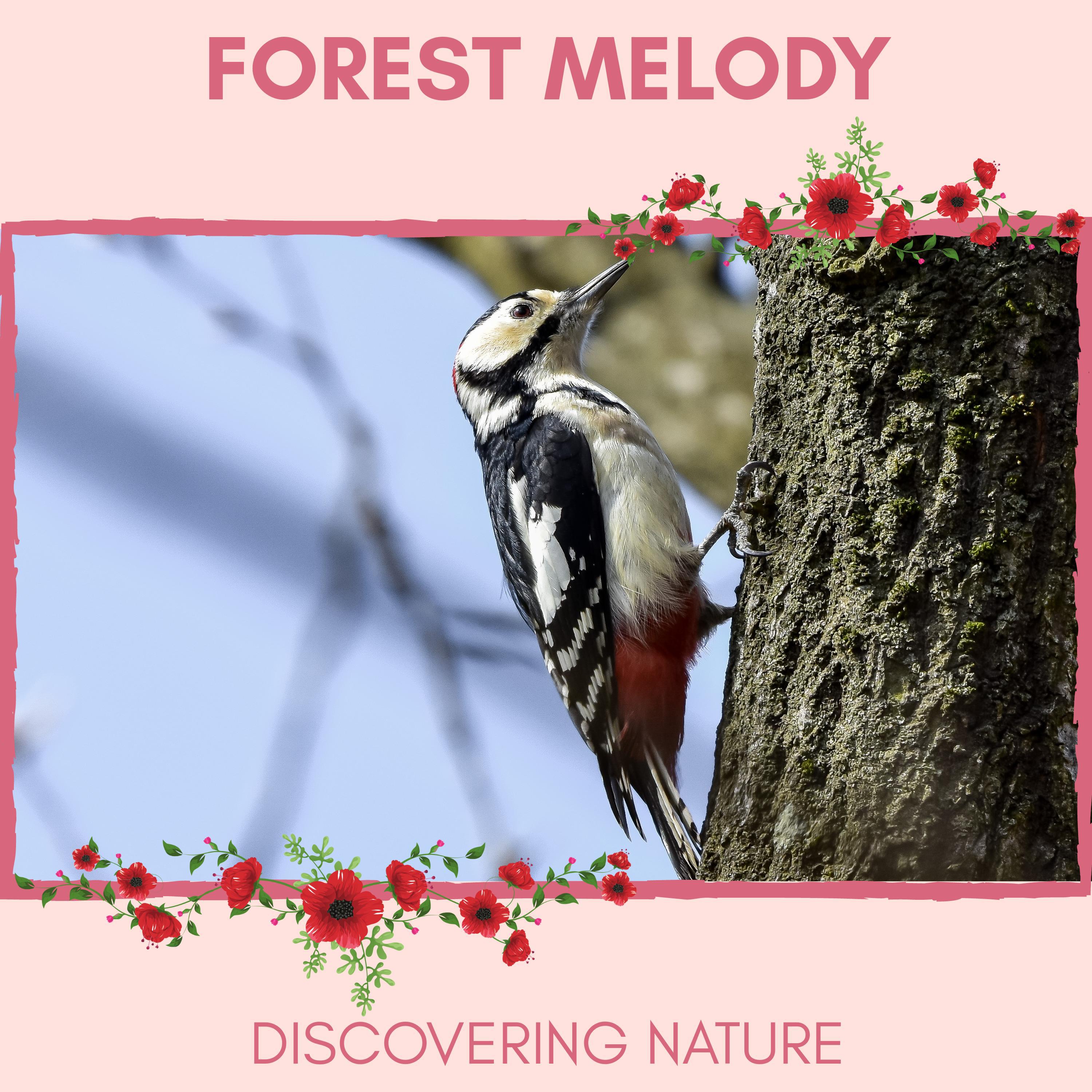 Nature Bond Music Project - Beautiful Blue Jay