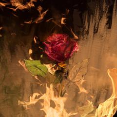 Rose in dead