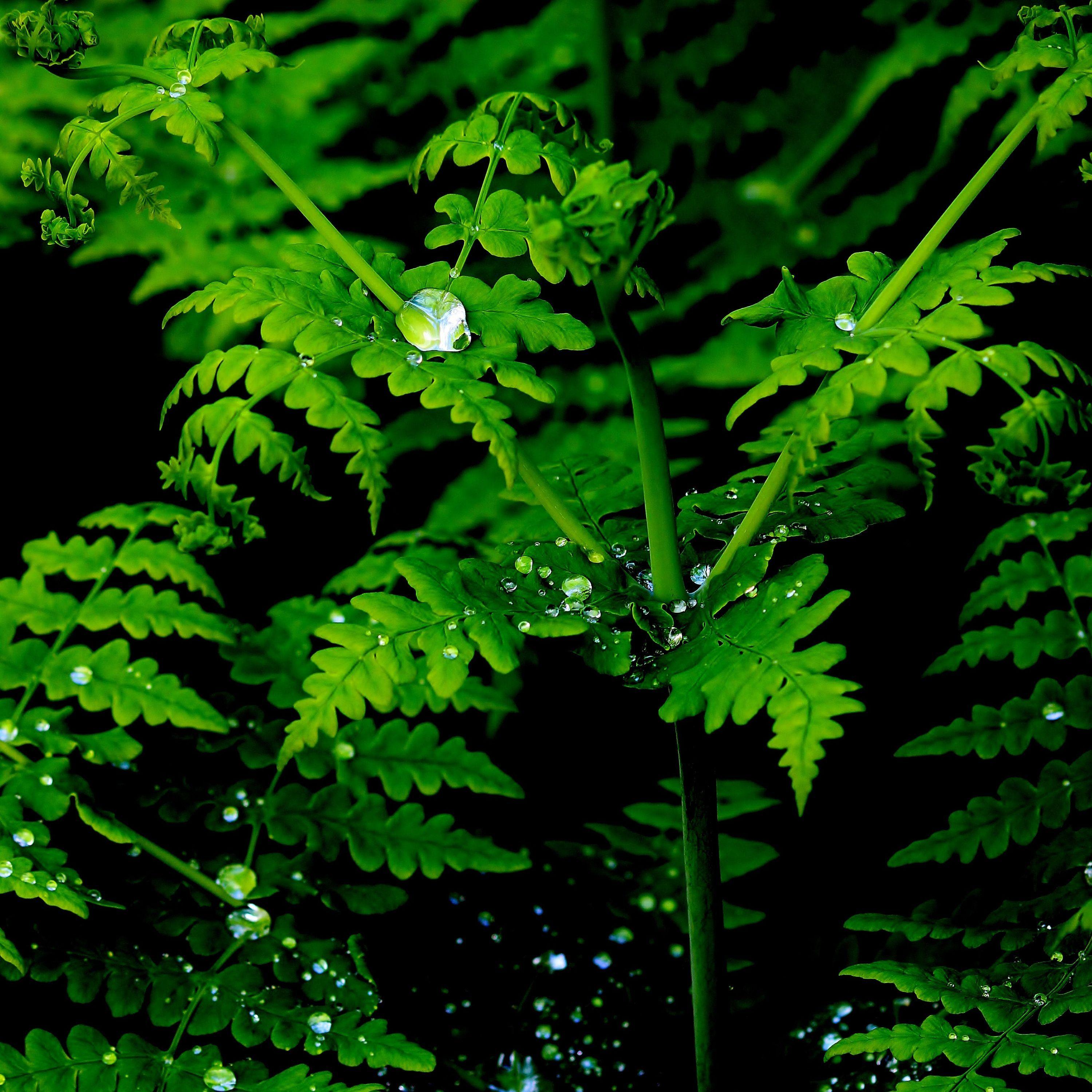 Rainforest Relaxation