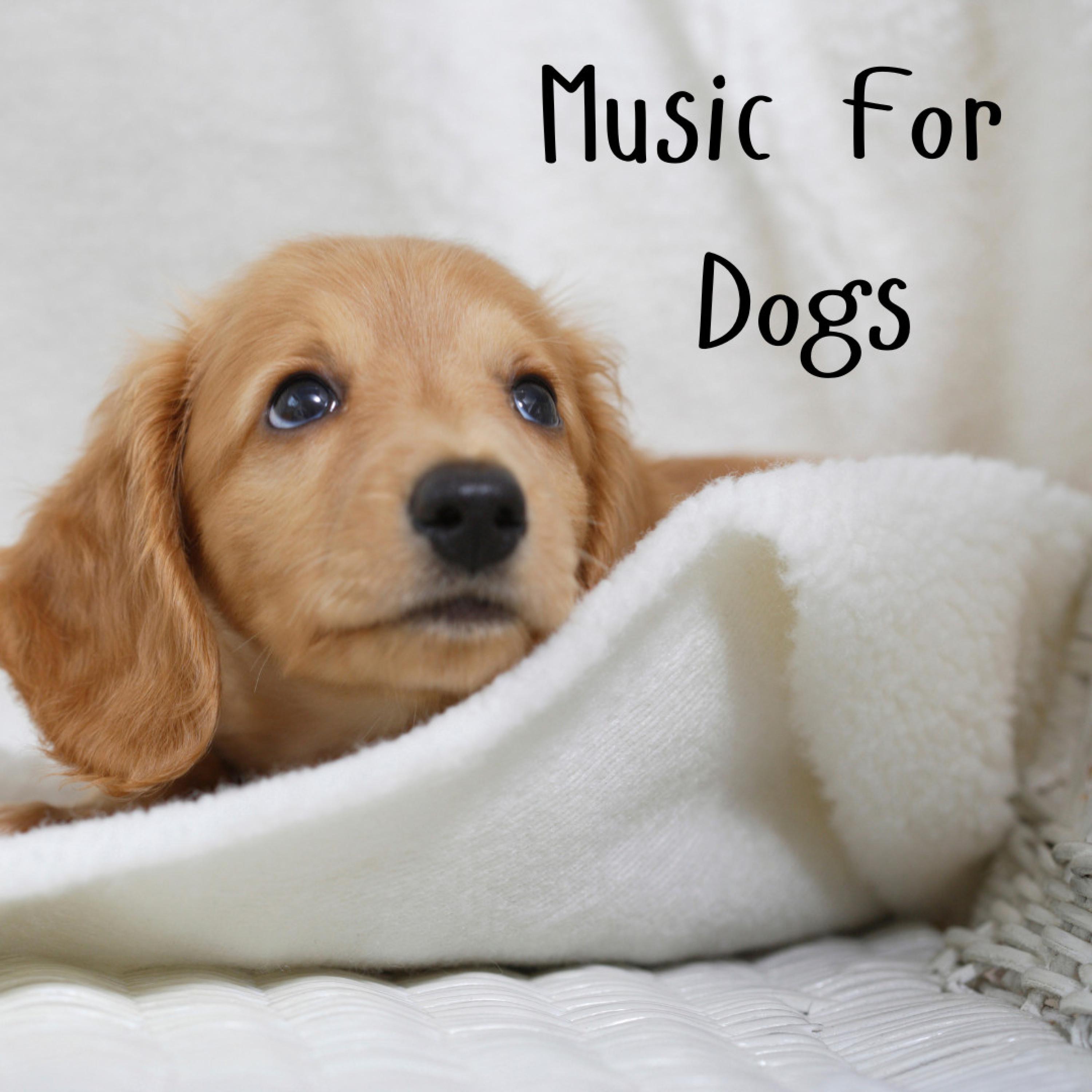 Music For Dogs - Night Time Whispers