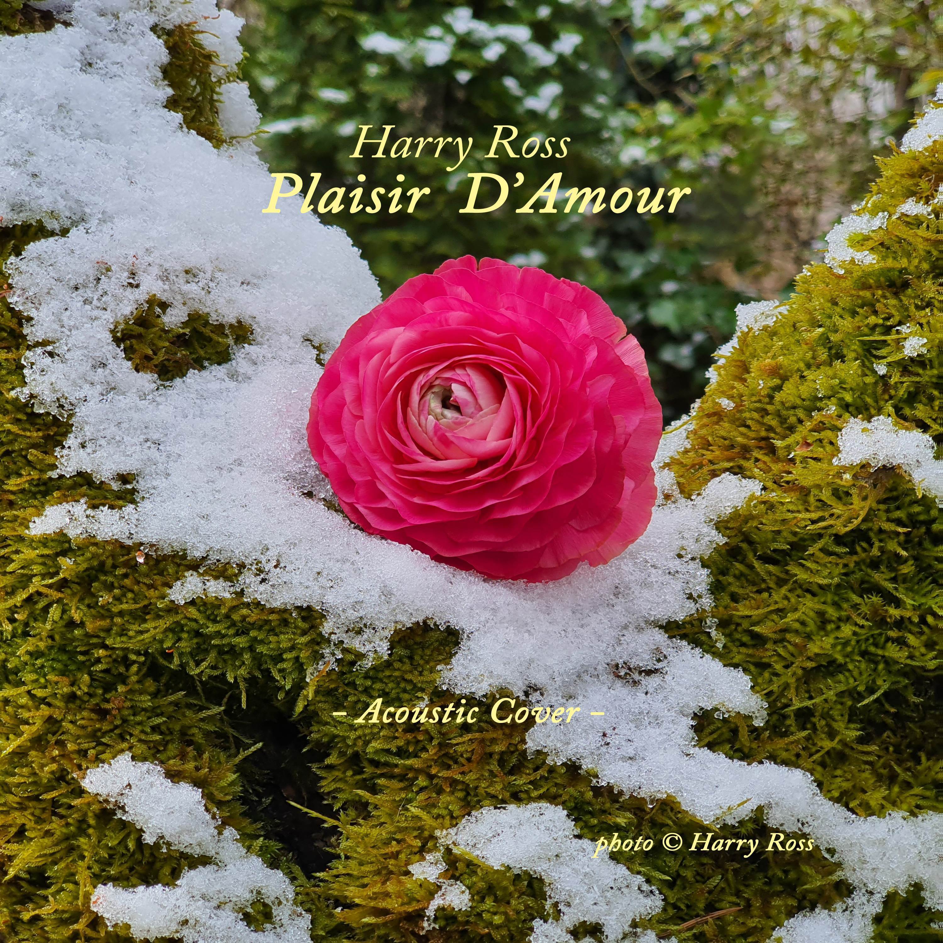Plaisir D'Amour (Acoustic Cover)