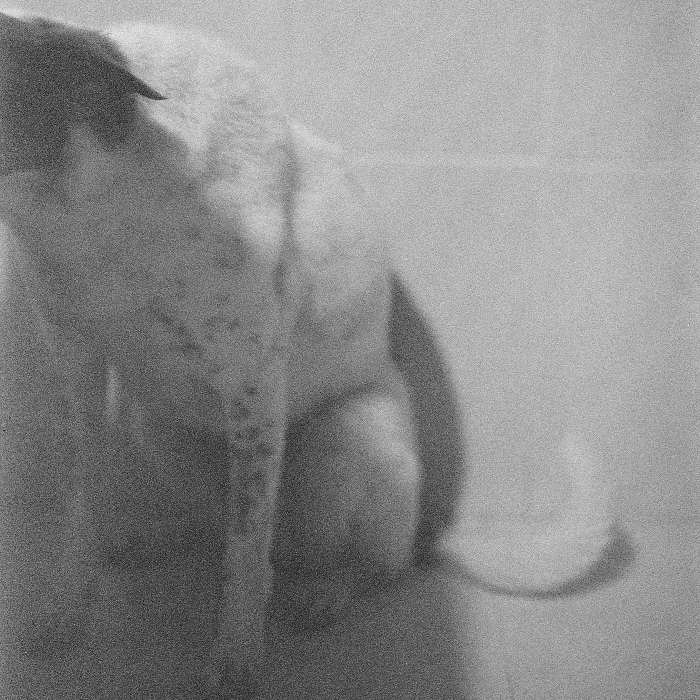 Tan Perro