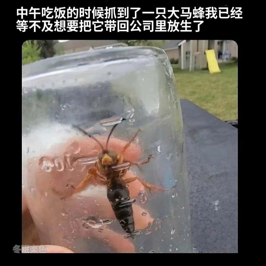Real luv「meme」 - 你是来找meme的吧!!!!(含梗图) - 电台节目 - 网易云音乐