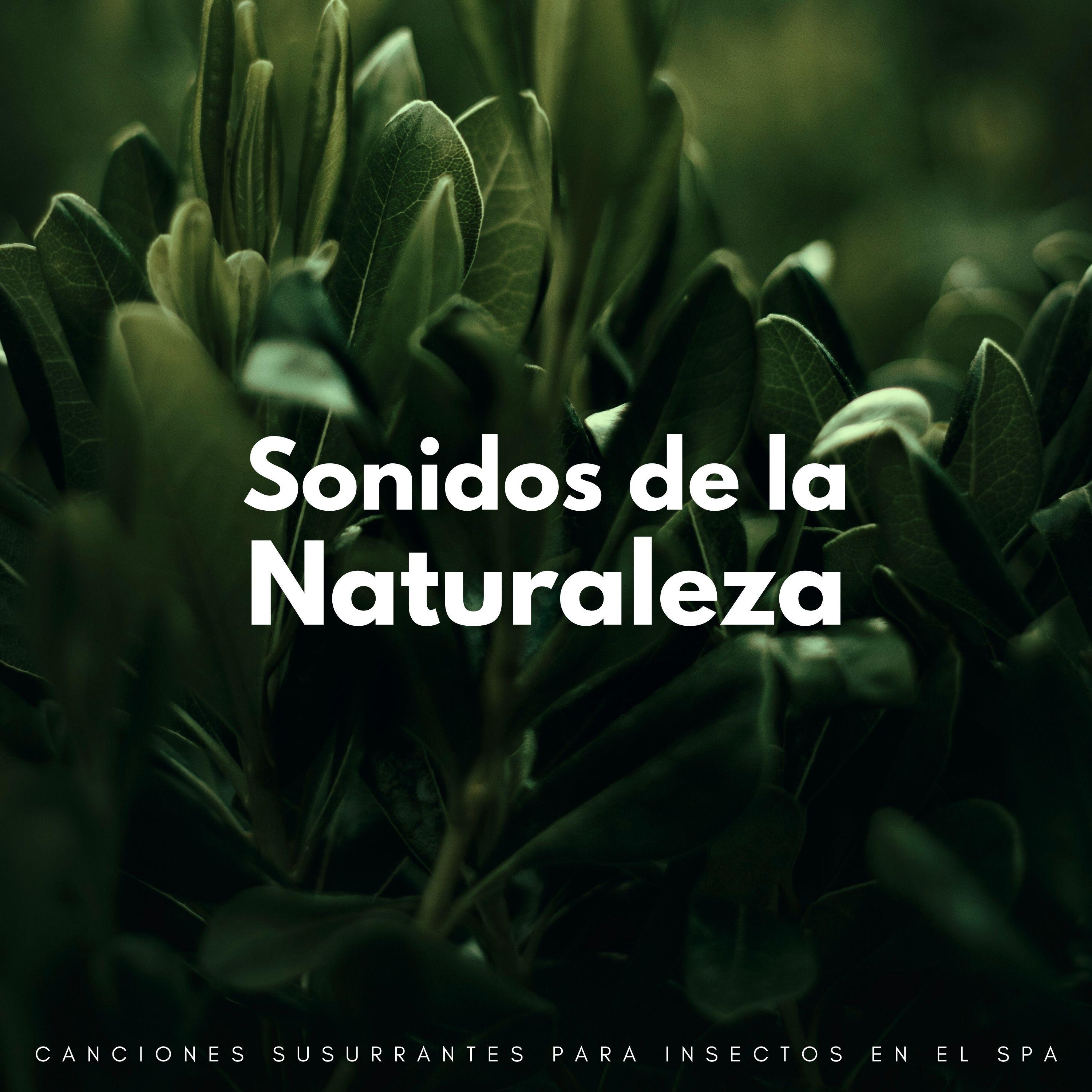 La naturaleza llama - Coro Suave De Grillos