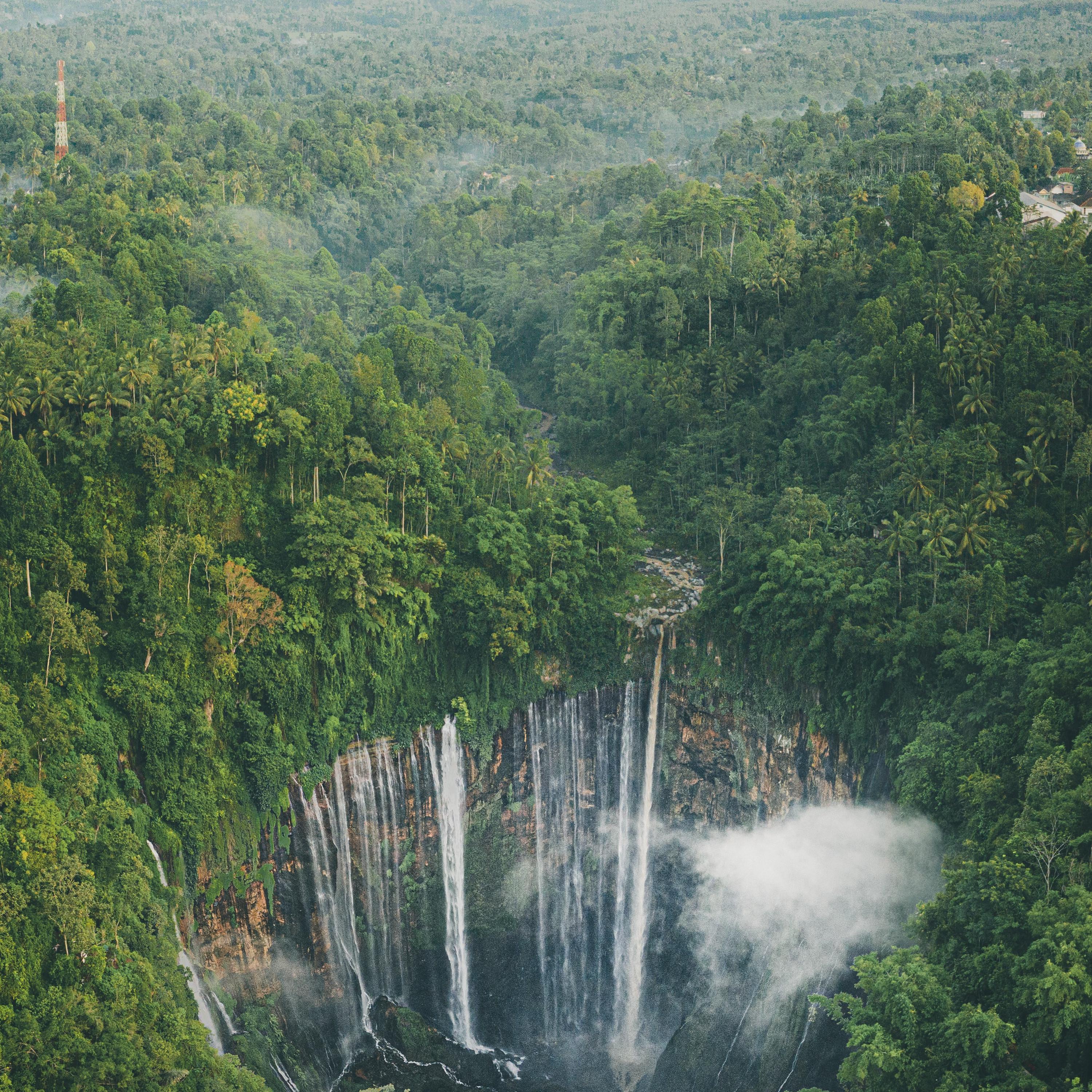 New Beginnings | Forest Retreat, Green Life