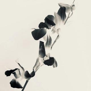 醉国风戏腔歌曲大合集