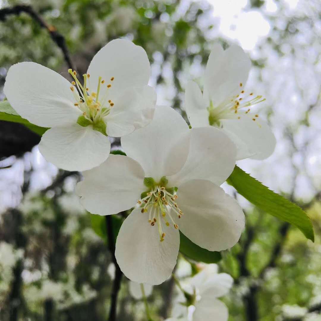 如梦令 .晴城专辑