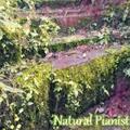 古阶苔痕-Natural Pianist for Spring