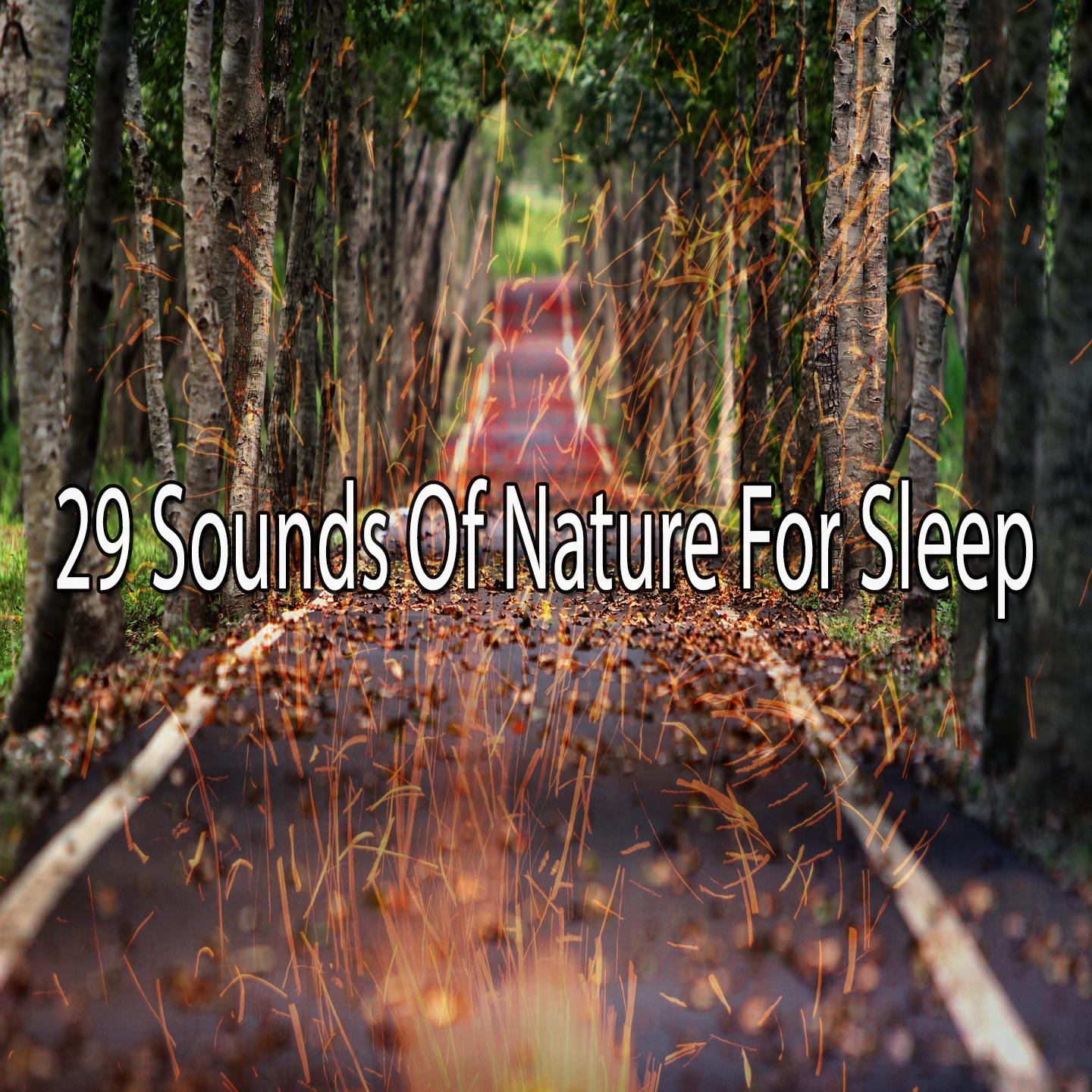 Soundsof Nature 29 Sounds Of Nature For Sleep - 大自然的声音 大自然的音乐 - 专辑 - 网易云音乐
