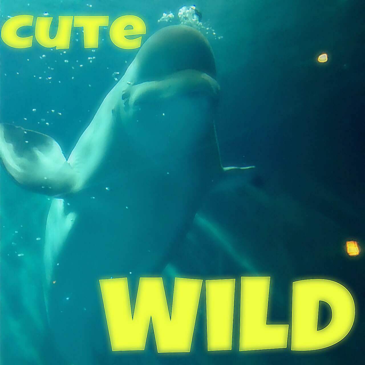 Cute Wild专辑