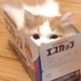 翻唱