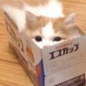 翻唱