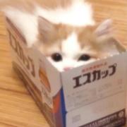 翻唱