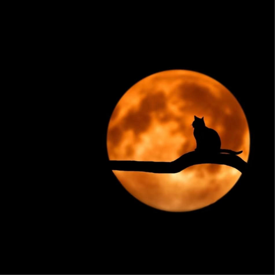 月亮里的玫瑰与故事