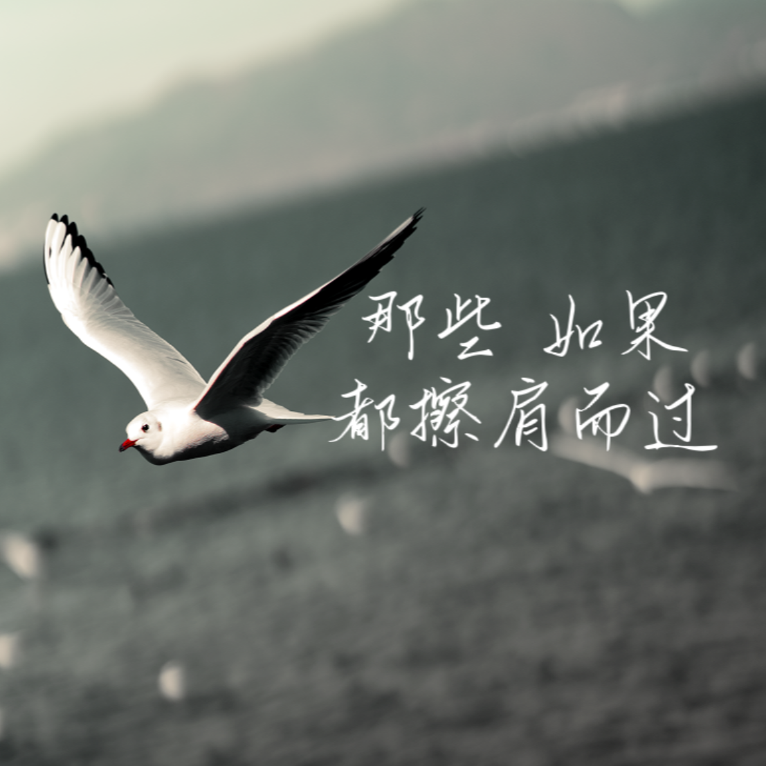 白鸟